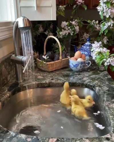 A group of ducklings taking a bath