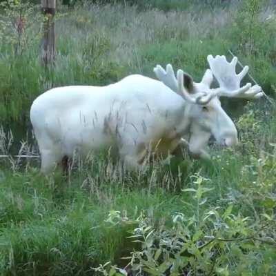 Rare white moose in Varmland, West Sweden