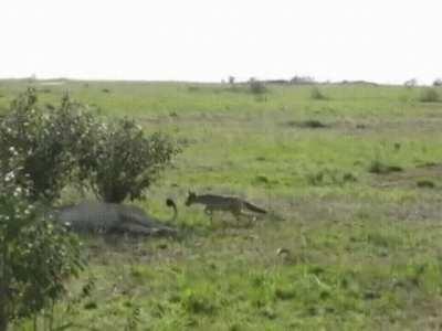 A jackass Jackal nips at a resting lion's tail, then skedaddles