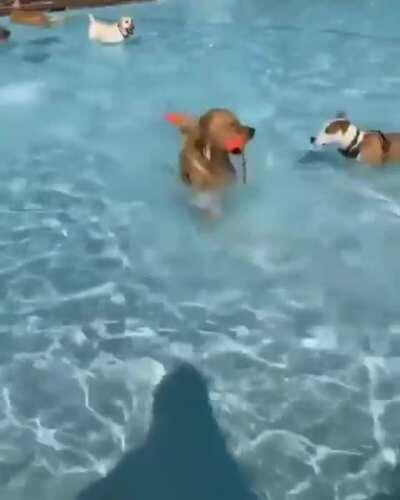 Doggies at the pool