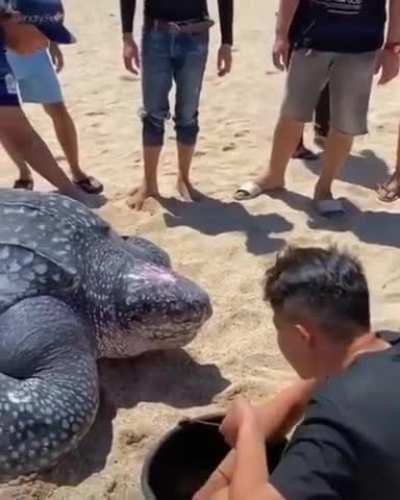 Indonesian bros helping a giant sea turtle return to the sea after being stuck in a swamp for 2 days