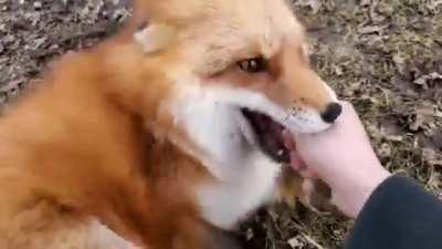 tickle the foxes