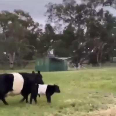 Incredible bovine align