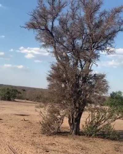 Leopard does a sick backflip to catch a monkey.