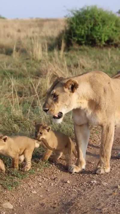 Lion cub doesn't want to let his mom carry him