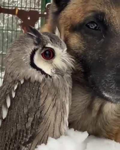 An unusual friendship. Video credit - Tanja_brandt