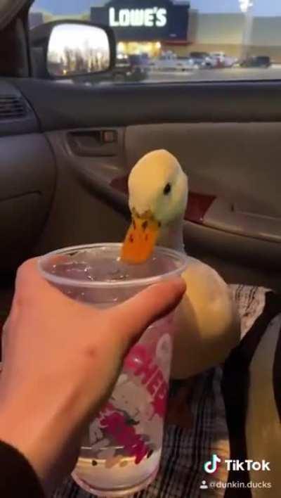 Mr.Duck demands a cup of ice water 