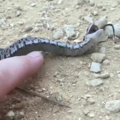 Hognose snake theatrically fakes death to avoid predation