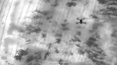 Ukrainian spider drone intercepts russian drones. Ptashka Drones