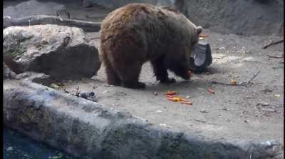 Bear saves crow from drowning