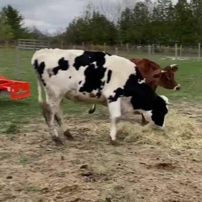 Cows are excited when the fresh hay gets brought out at Black Goat Farm Sanctuary