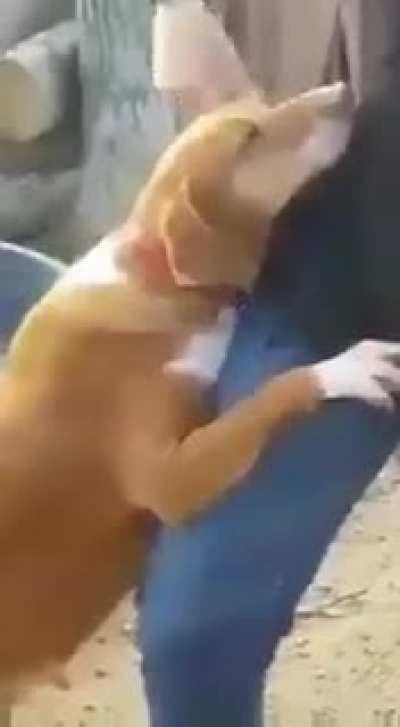 This beautiful shelter dog walked up to the news reporter without shyness and just won't stop hugging him. The journalist ended up adopting the sweet dog.