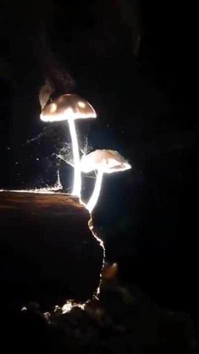 Mushrooms releasing millions of microscopic spores into the wind to propagate