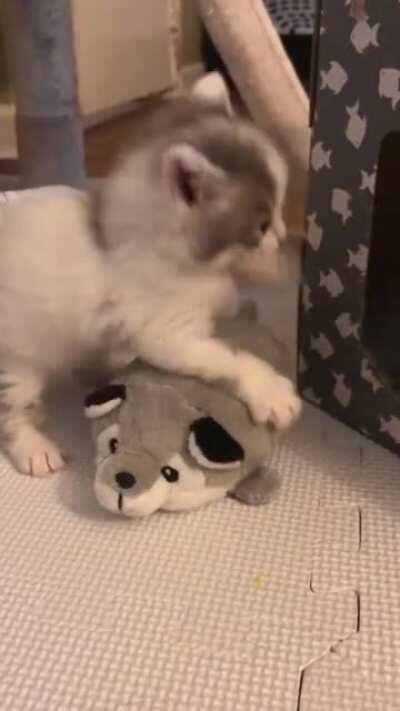 Smol Criminal Mauls Innocent Wolf Toy