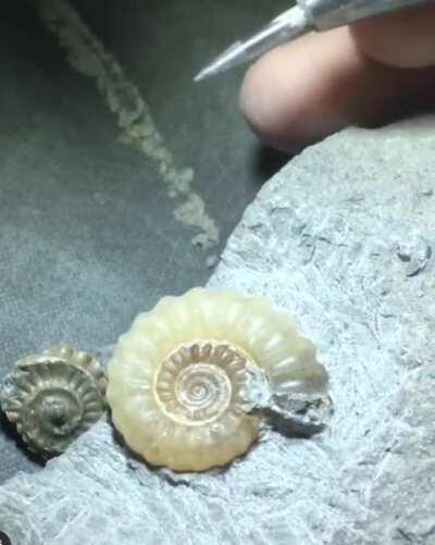 Ammonite fossil.