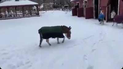 Snow donkeys