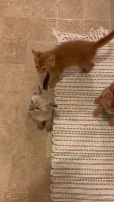 What dinner time with 3 foster kittens sounds like