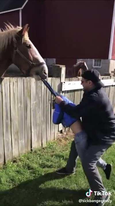 WCGW if we feed this horse?