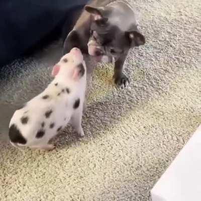 Petting the piglet