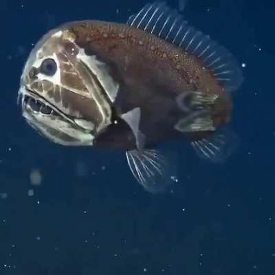 The ogre fish has only been spotted a few times in decades of ocean research👌❤