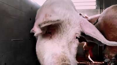 Mother pig pleading for help on her way to the slaughterhouse.. (The face of desperate despair) 