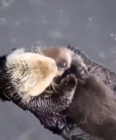 Sea Otters' lung capacity is about 2.5 times greater than that of similar-sized land mammals, making its body highly buoyant in water.