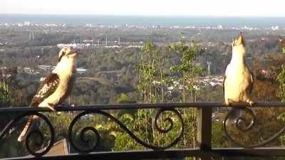 Kookaburras Take Over The Porch