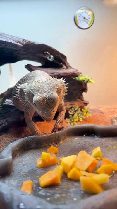 BeardedDragons