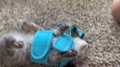 We bought our new sweet kitten a harness for walks. We had her try it on to get her comfortable with it and I’m not sure she loved it.