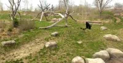 🔥 Silverback is terrified of geese