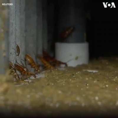 The cockroach farm in China