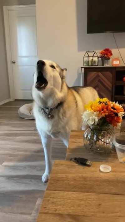 He screams like this every time his dad leaves the house, arrives, and when people ring the doorbell.