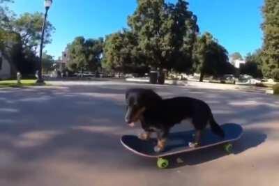 He was a skater dog, she said see ya later dog