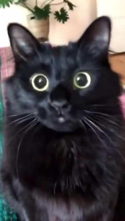 The way this cat’s eye dilate