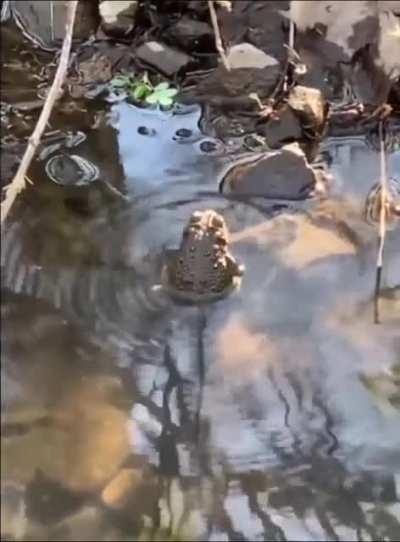 A toad makes ripples when making a sound