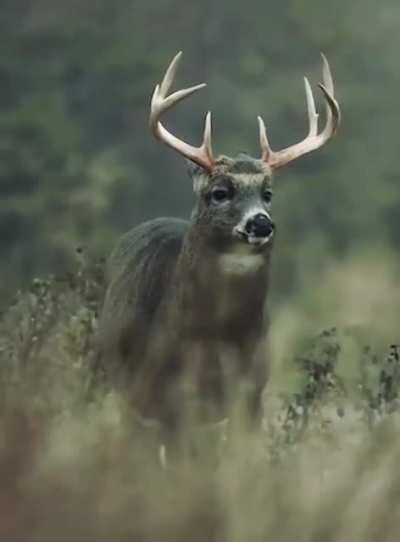 🔥 Deer shaking off the rain 🔥