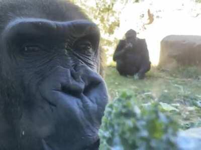 Showing off a snack at Cheyenne Mountain Zoo in Colorado Springs