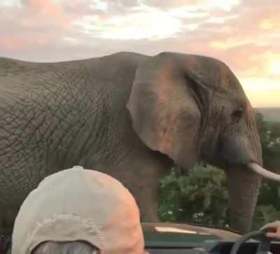 🔥 A gorgeous, bull elephant passing by a group of wildlife photographers 🔥