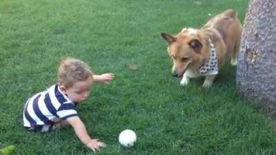 Dog's waiting for a kid to throw the ball