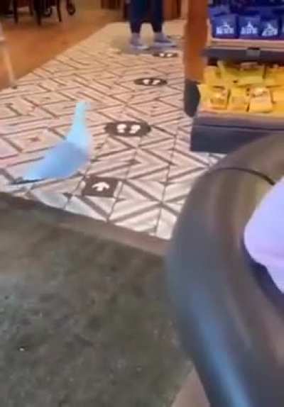 Seagull shoplifter