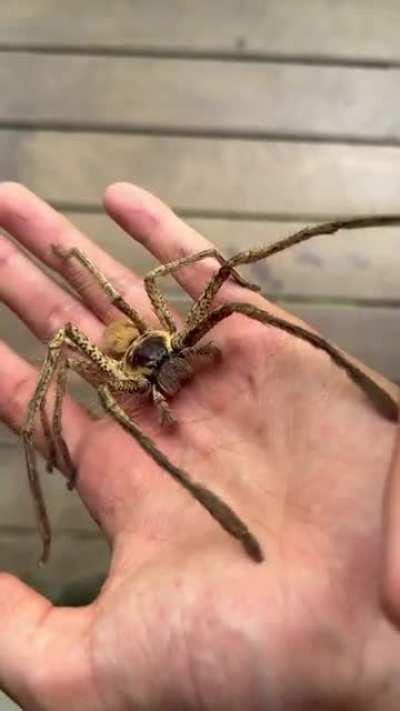 Handling a very large male Beregama aurea (golden huntsman). This is about as big as Australian huntsmen get.