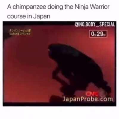 A chimpanzee doing the Ninja Warrior course in Japan