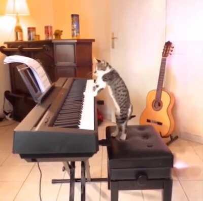 Cat Piano Cover. Still C.A.T.