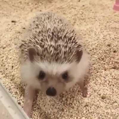 Have you ever seen a hedgehog stretch?