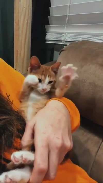 Smol ginger kneads extreme air biscuits