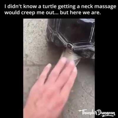 Guy takes care of his turtle by whatever means necessary. A true bro.