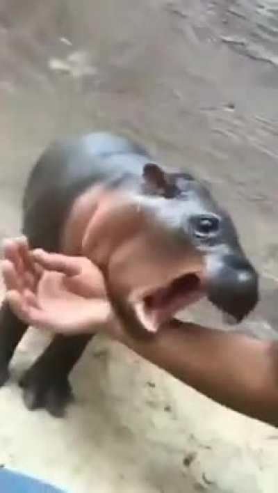 Baby Hippo