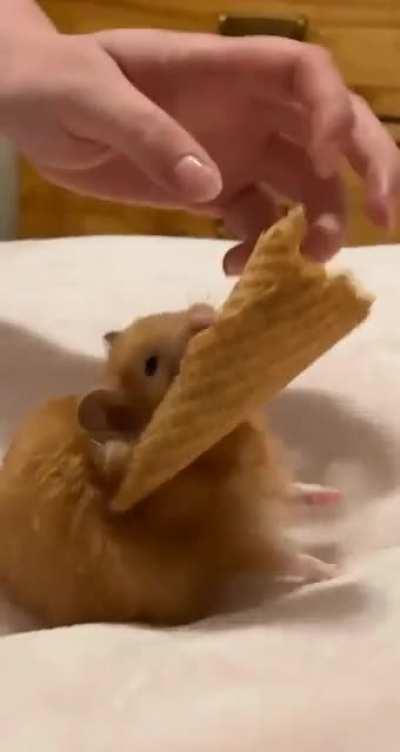 My Hamster tried to take my Ice Cream Cone