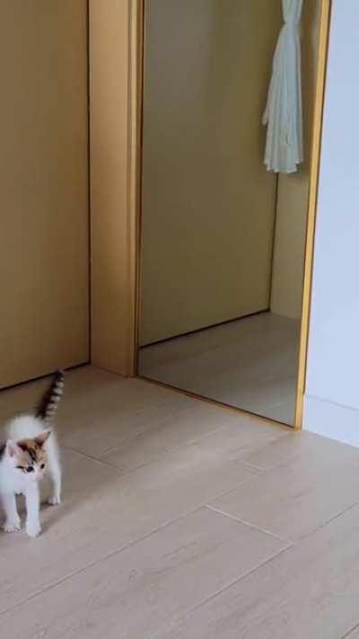 Spicy kitten practicing its spooky pose in front of a mirror