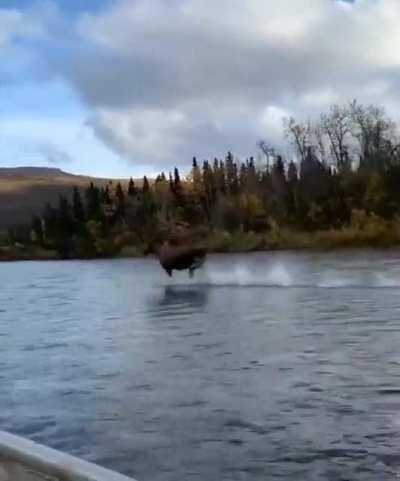 Moose running across the river